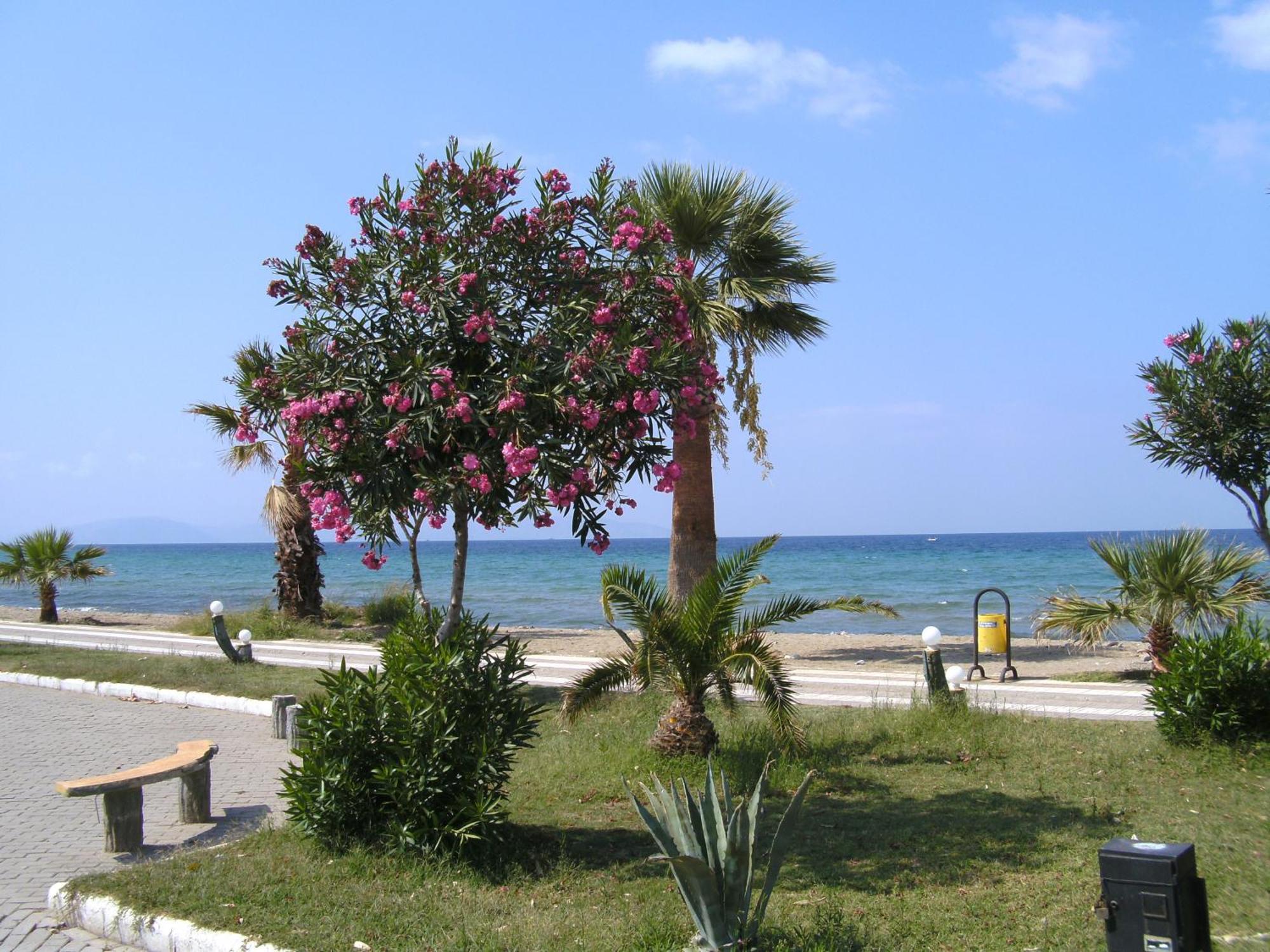 Samos Apart Pension Güzelçamlı Eksteriør bilde