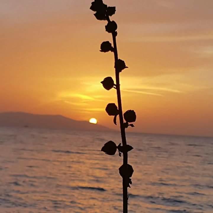 Samos Apart Pension Güzelçamlı Eksteriør bilde